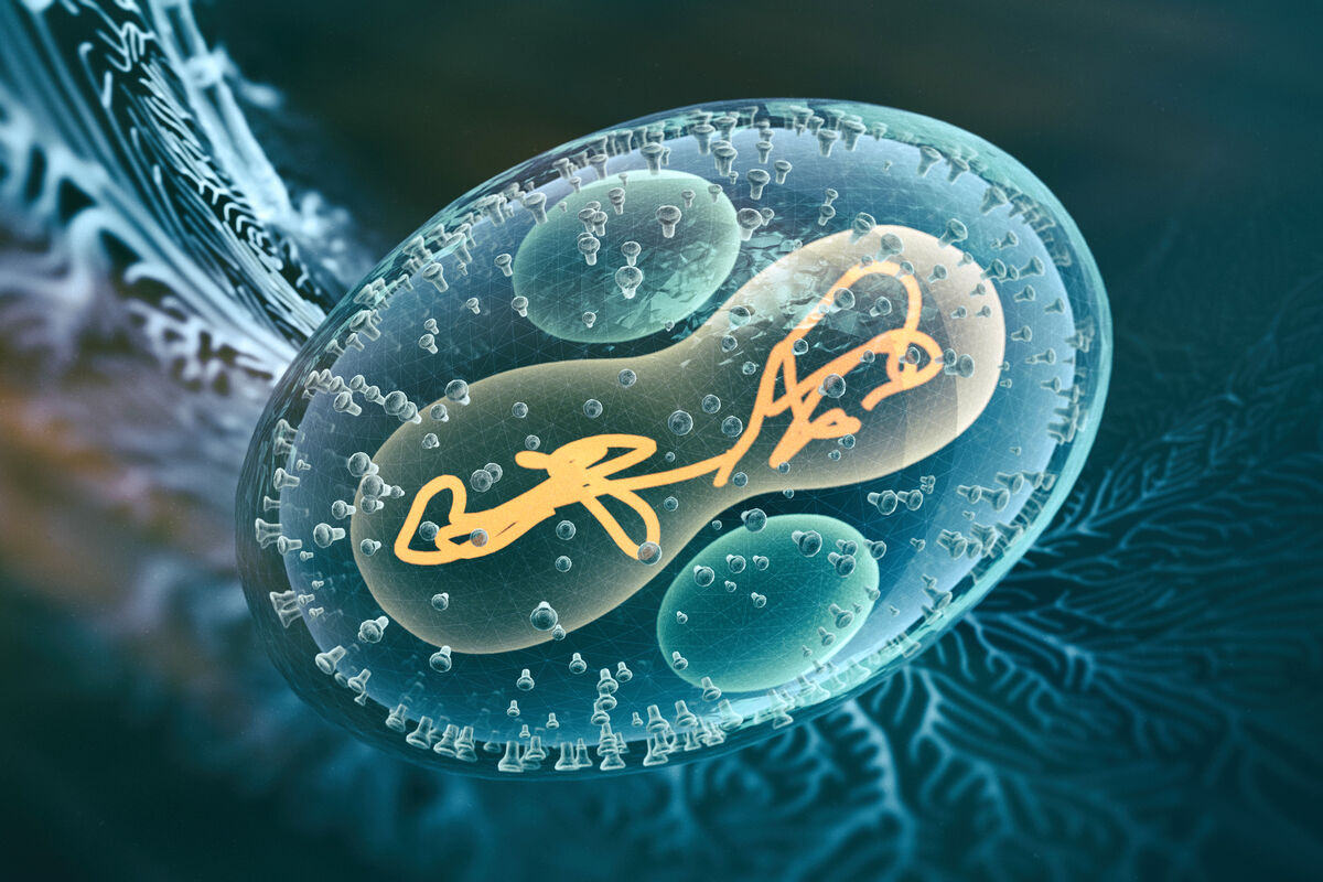Viral Infection Monkeypox Virus