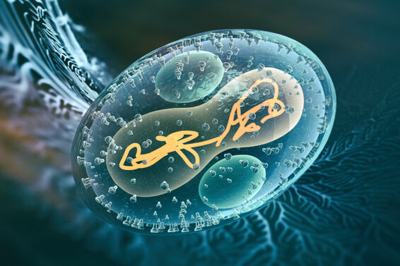 Viral Infection Monkeypox Virus
